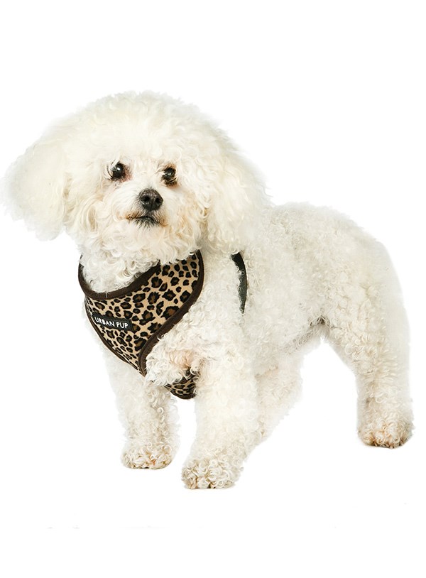 Leopard Hundesele