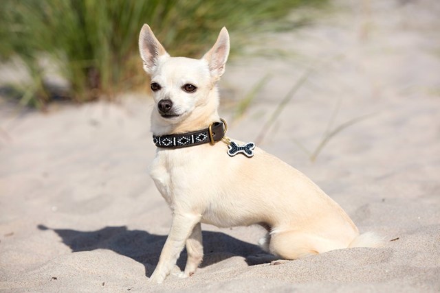 Skinny Halsbånd Rafiki Black