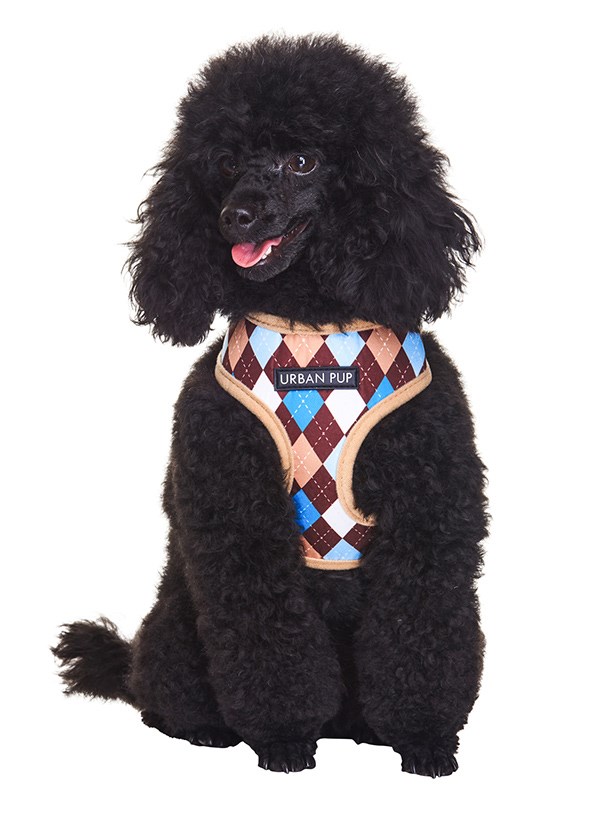 Brown & Blue Argyle - Hundesele