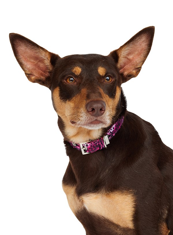 Pink Leopard Print Fabric Collar