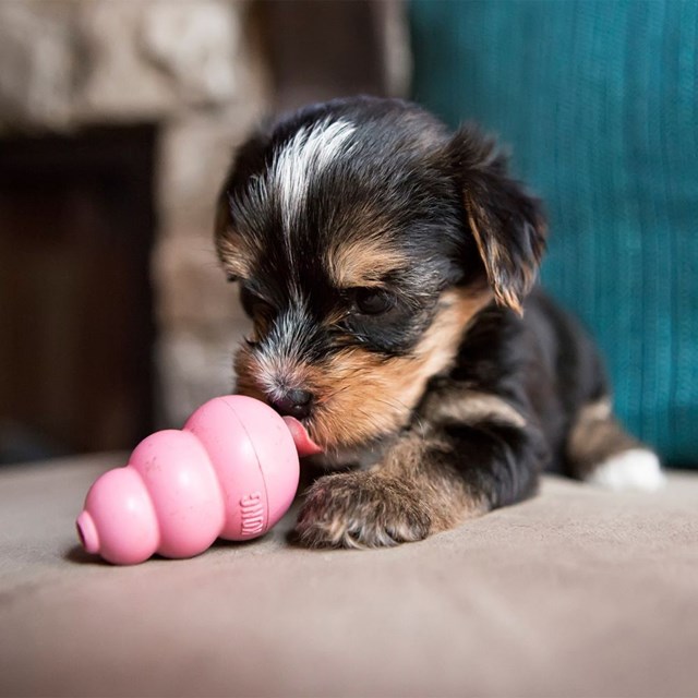 Kong Puppy Small - Turkis