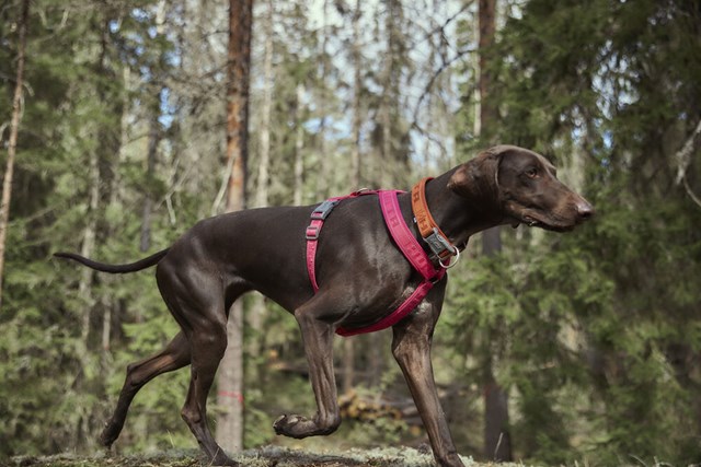 Casual ECO Y-harness - Ruby