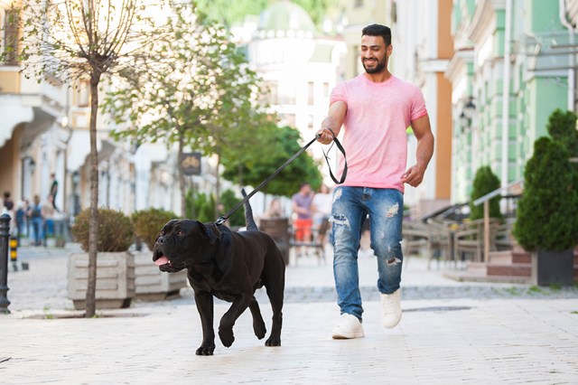 WAUDOG Evolutor - 210 cm Hundekobbel Svart