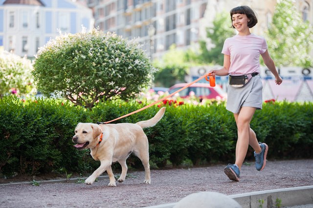 WAUDOG Evolutor - 300 cm Hundekobbel Oransje