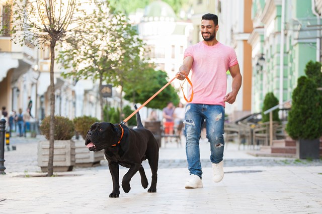 WAUDOG Evolutor - 300 cm Hundekobbel Oransje