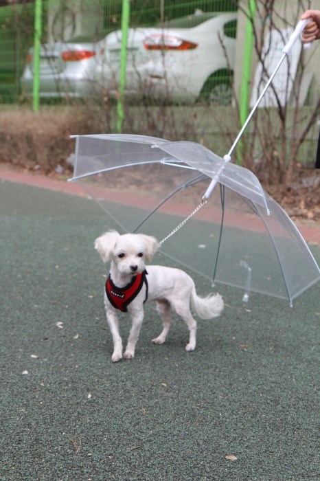 Umbrella - Praktisk Hundeparaply