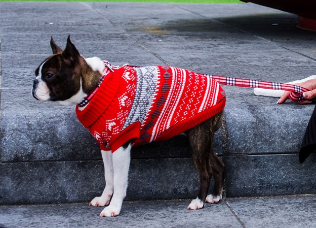 Red Fair Isle Vintage Sweater - Strikket Hundegenser