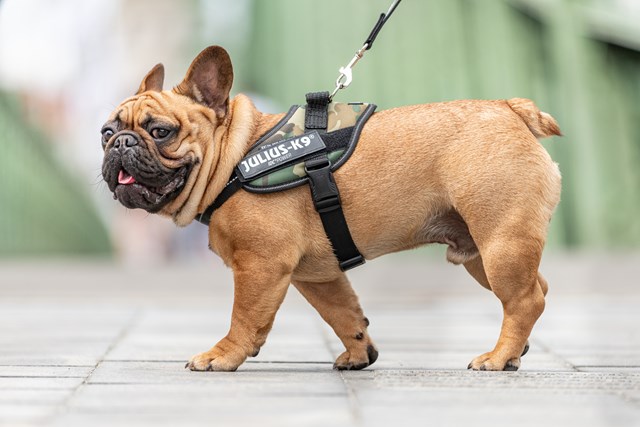 K9 IDC Hundesele Camo