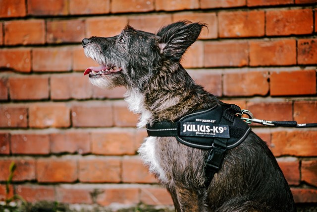 K9 IDC Hundesele Svart