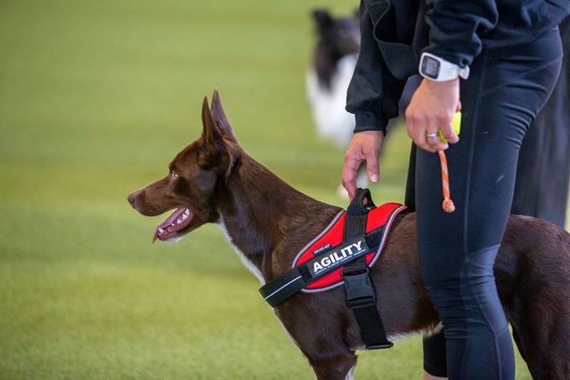 samvittighed Udstyre Hvordan K9 DESIGN DITT EGET BORRELÅSMERKE - Rask levering & 14 dagers åpent kjøp |  Doggie.no