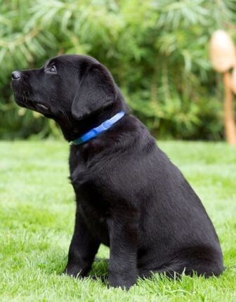 Adaptil Halsbånd Junior