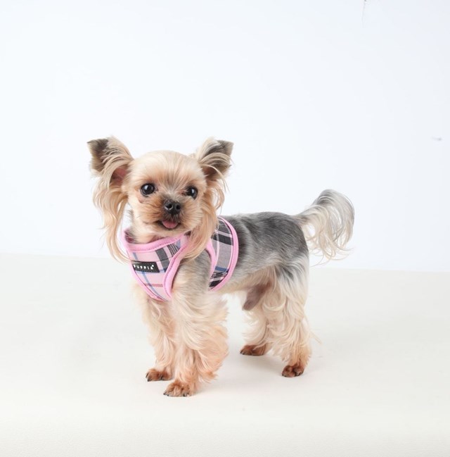 JUNIOR Pink - Jacket Hundesele