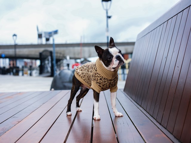 Leopard Print Knitted Sweater