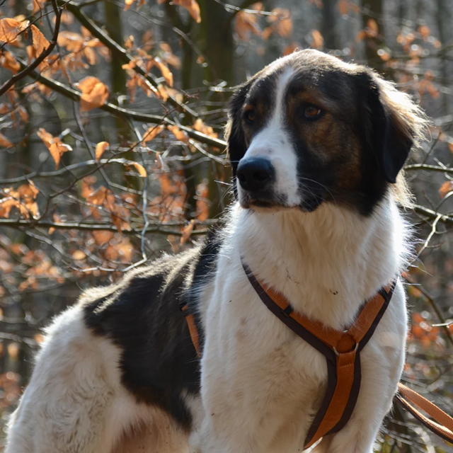 Anny-X Fun Hundesele Brun/Amber