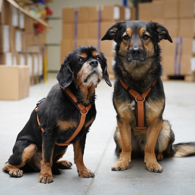 Anny-X Fun Hundesele Brun/Amber