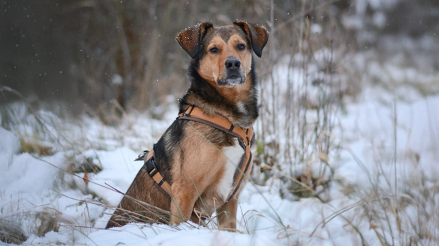 Anny-X Fun Hundesele Brun/Amber