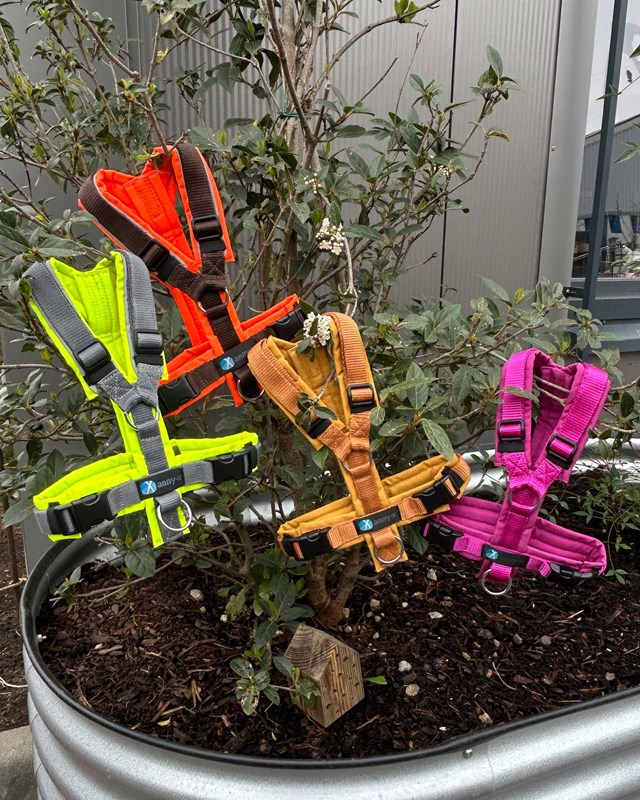 Anny-X Fun Hundesele Forsythia