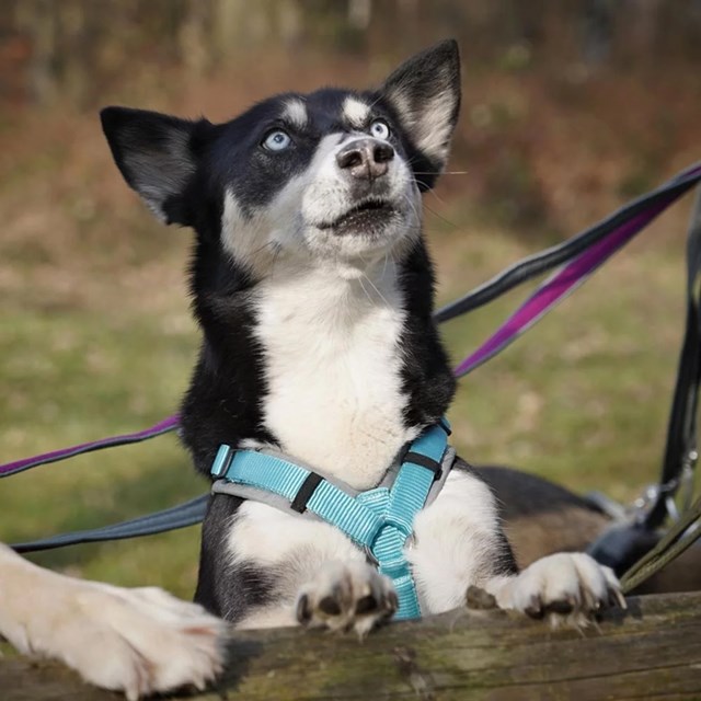 Anny-X Fun Hundesele Grey / Iceblue