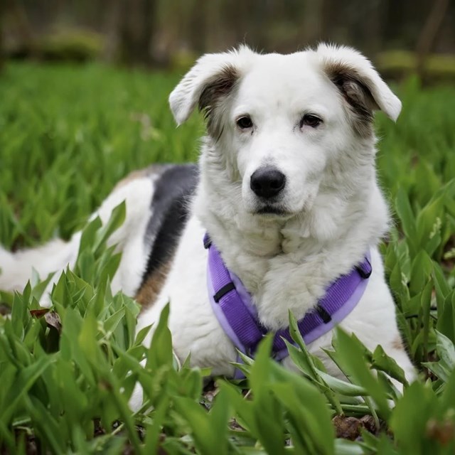Anny-X Fun Hundesele Lavender