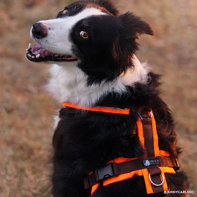 Anny-X Hundesele Protect Luminous Oransje/Brun