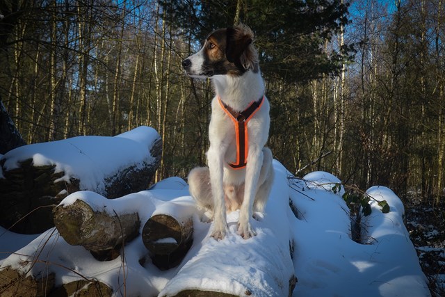 Anny-X Hundesele Protect Luminous Oransje/Brun