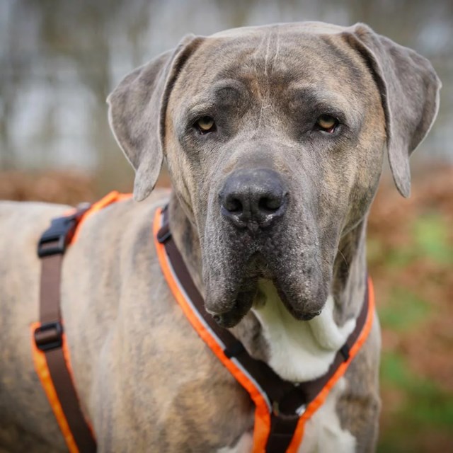 Anny-X Hundesele Protect Luminous Oransje/Brun