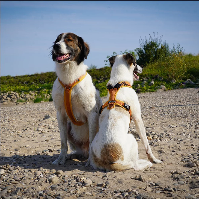 Anny-X Open Fun Hundesele Forsythia