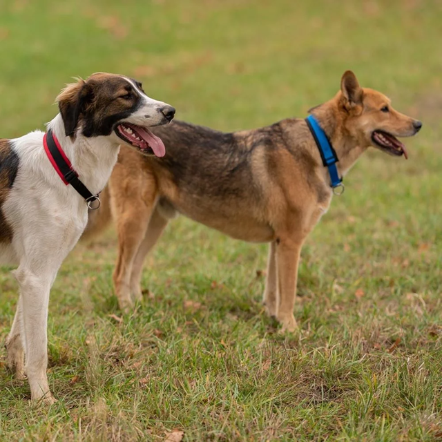 Anny-x Pull Stop Halsbånd - Svart