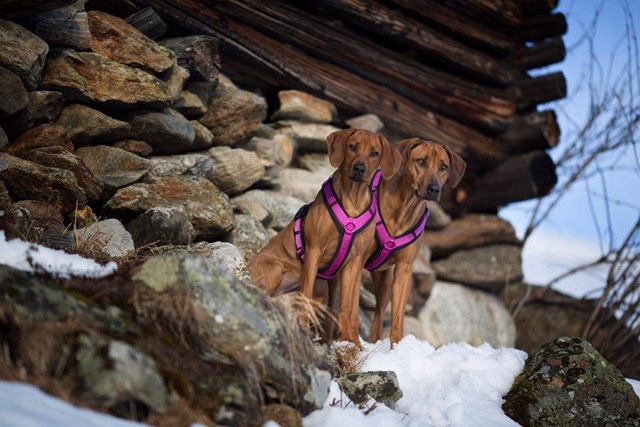 Anny-X Fun Hundesele Svart/Rosa