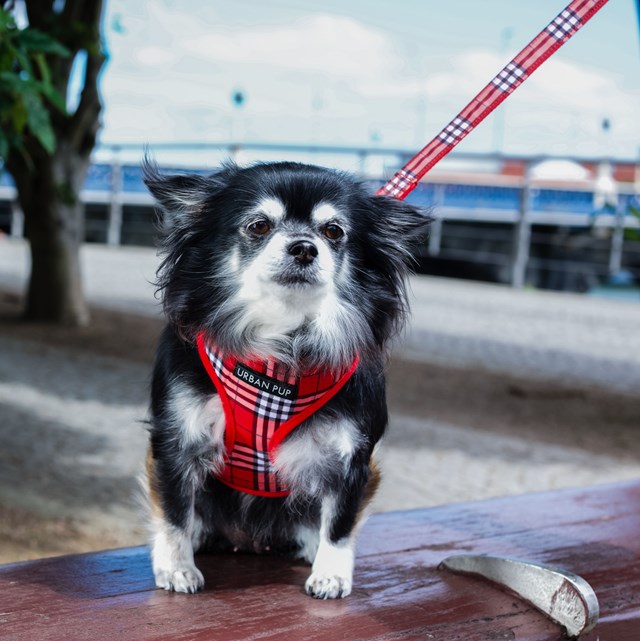 Red & White Plaid - Hundesele