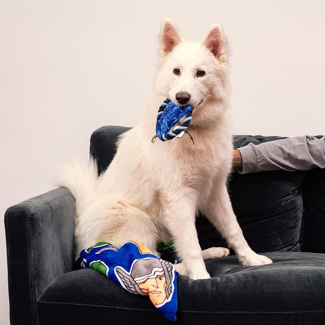 AVENGERS - Hundeleke med tau