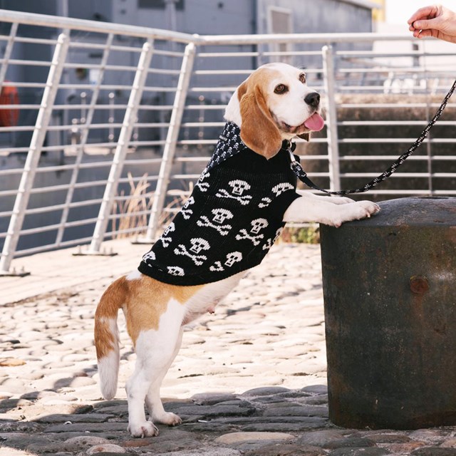 Black Skull - Strikket Hundegenser