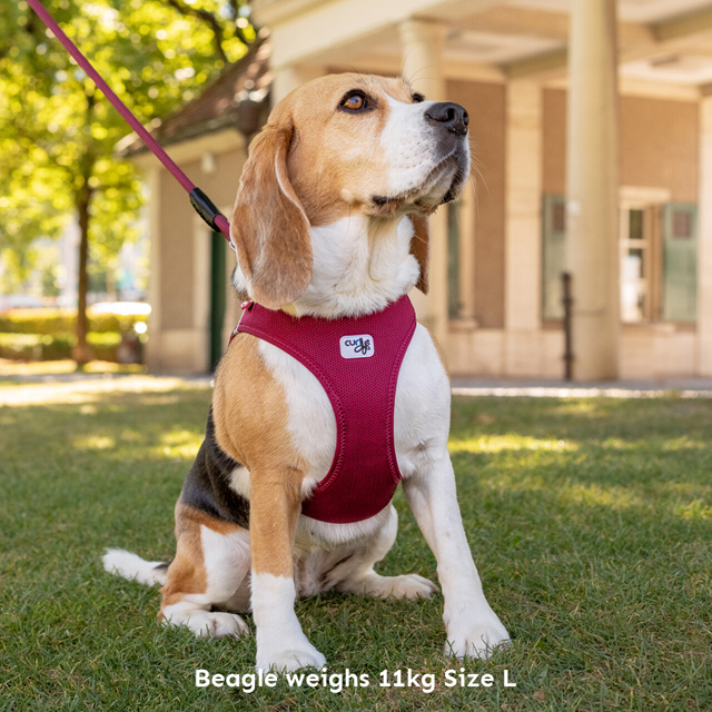 Curli Vest Clasp Air-Mesh Hundesele - Fuchsia