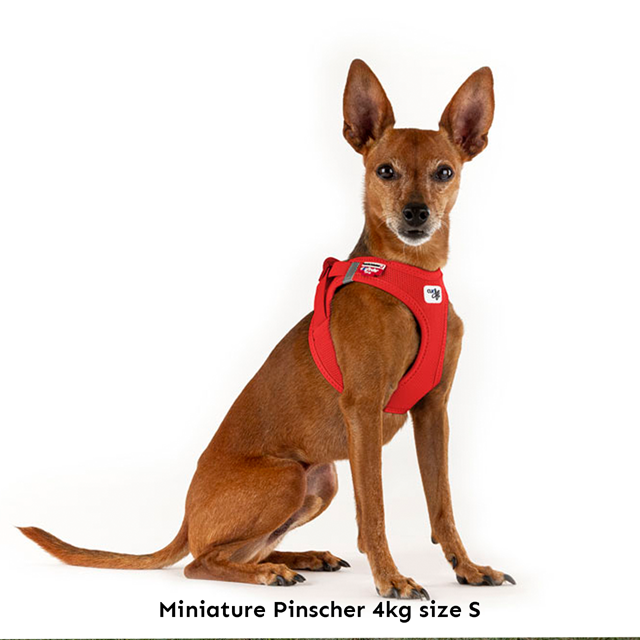 Curli Vest Clasp Air-Mesh Hundesele - Ruby