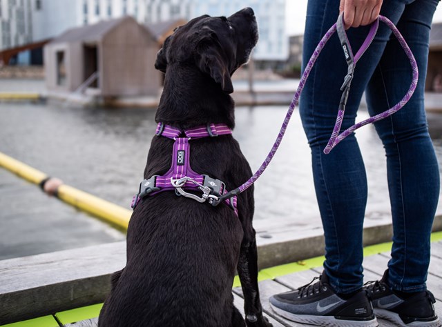 COMFORT WALK AIR HARNESS NY 2020 - Purple Passion