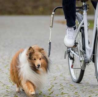 Biker Set For Small To Medium Dogs