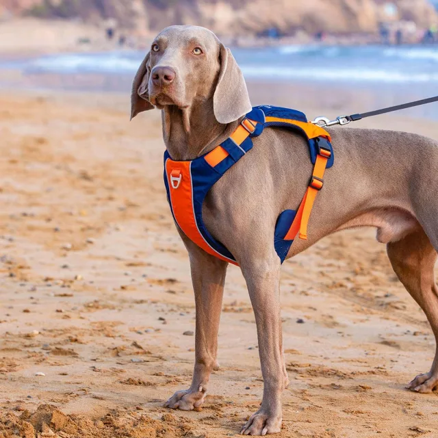 Safe-Walk Backpack Harness - Oransje