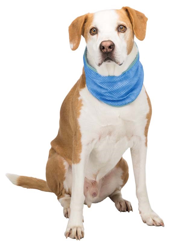 Cooling bandana - blue