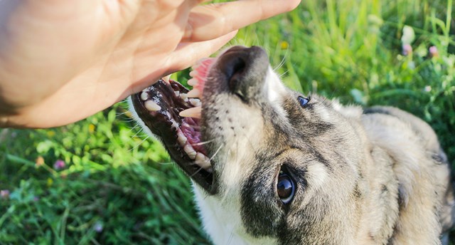 Min! Hvordan du håndterer en hund som vakter