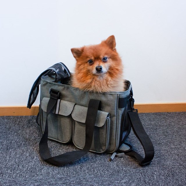 Dogman Bæreveske Ludde opptil 4,5 kg - Grå