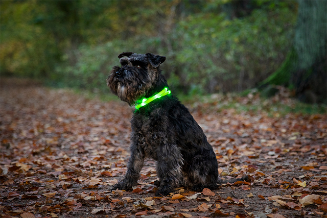 Dogman LED Halsbånd Grønn