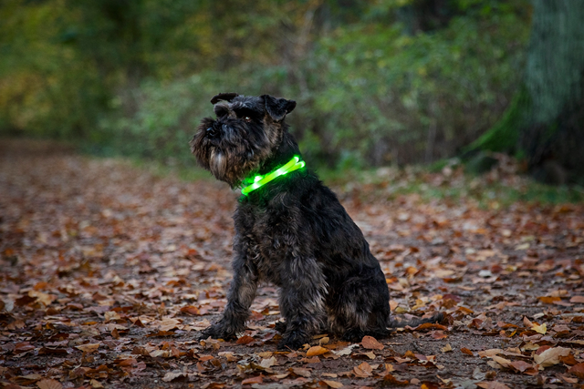 Dogman LED Halsbånd Lilla