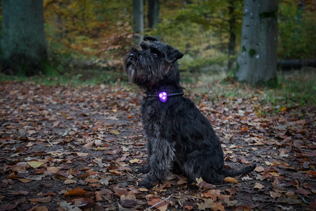 Dogman Basic LED Lampe Grønn