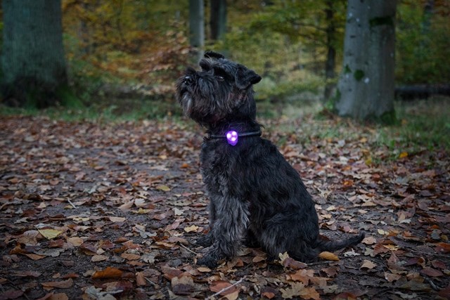 Dogman Basic LED Lampe Lilla