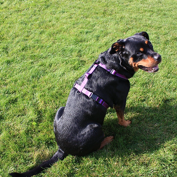 Dogman Hundesele Iris - Svart