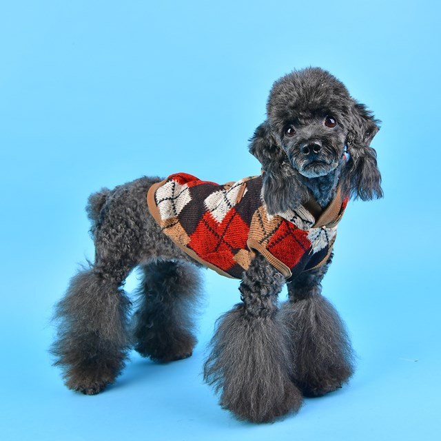 Jolly Beige - Strikket Hundegenser med Lue - Large