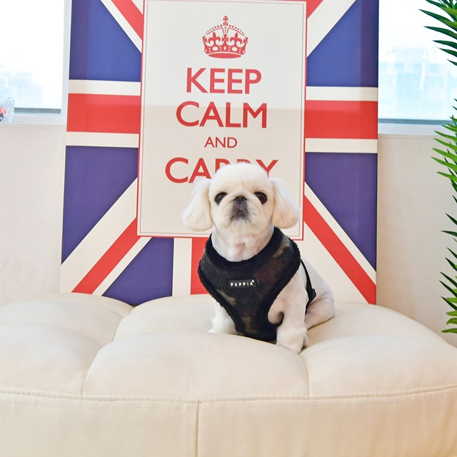 Colonel Black - Fôret Hundesele