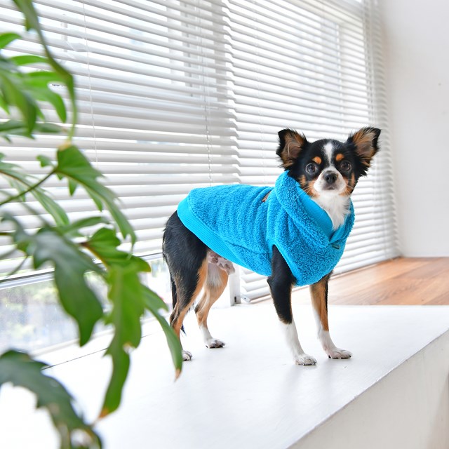 Willa Hundegenser - Aqua
