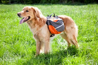 Extreme Backpack Hundekløv Oransje/grå