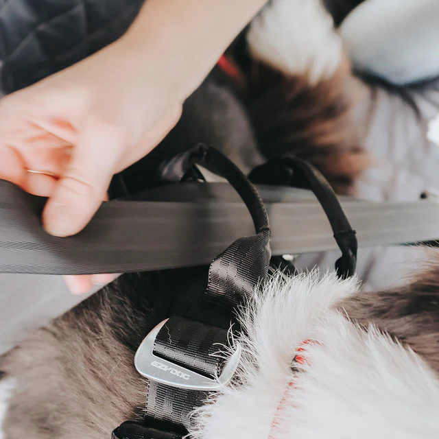 EzyDog Drive Harness – Kollisjonstestet bilsele